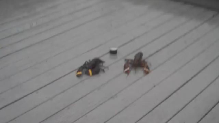 In Which We Veer Toward Animal Cruelty In Our Inaugural Lobster Roof Race